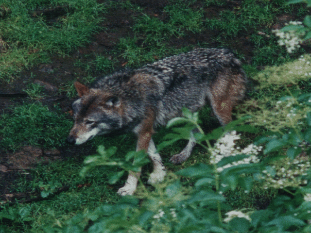Noch ein Wolf